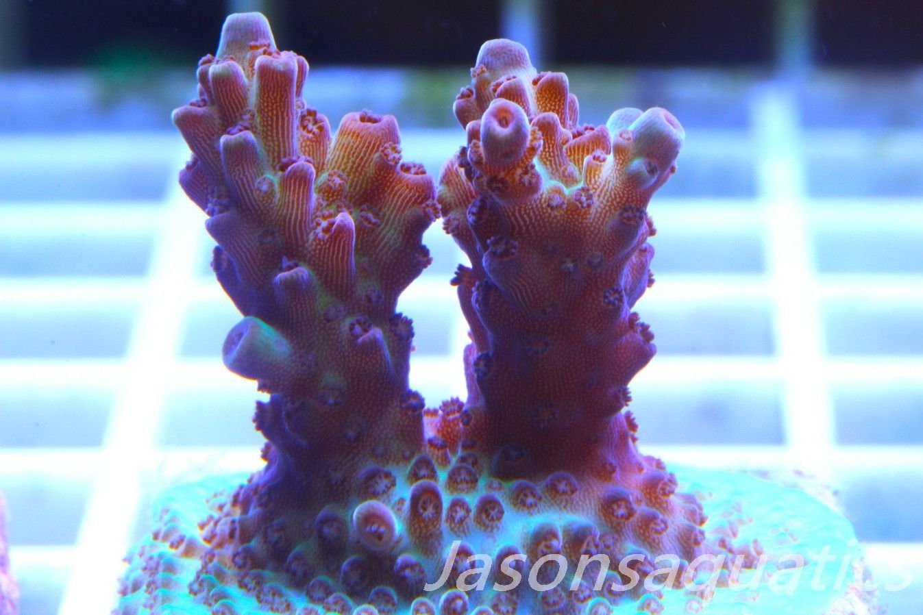 Acropora, Ultra Rare Australian Chroma Nova Frag E