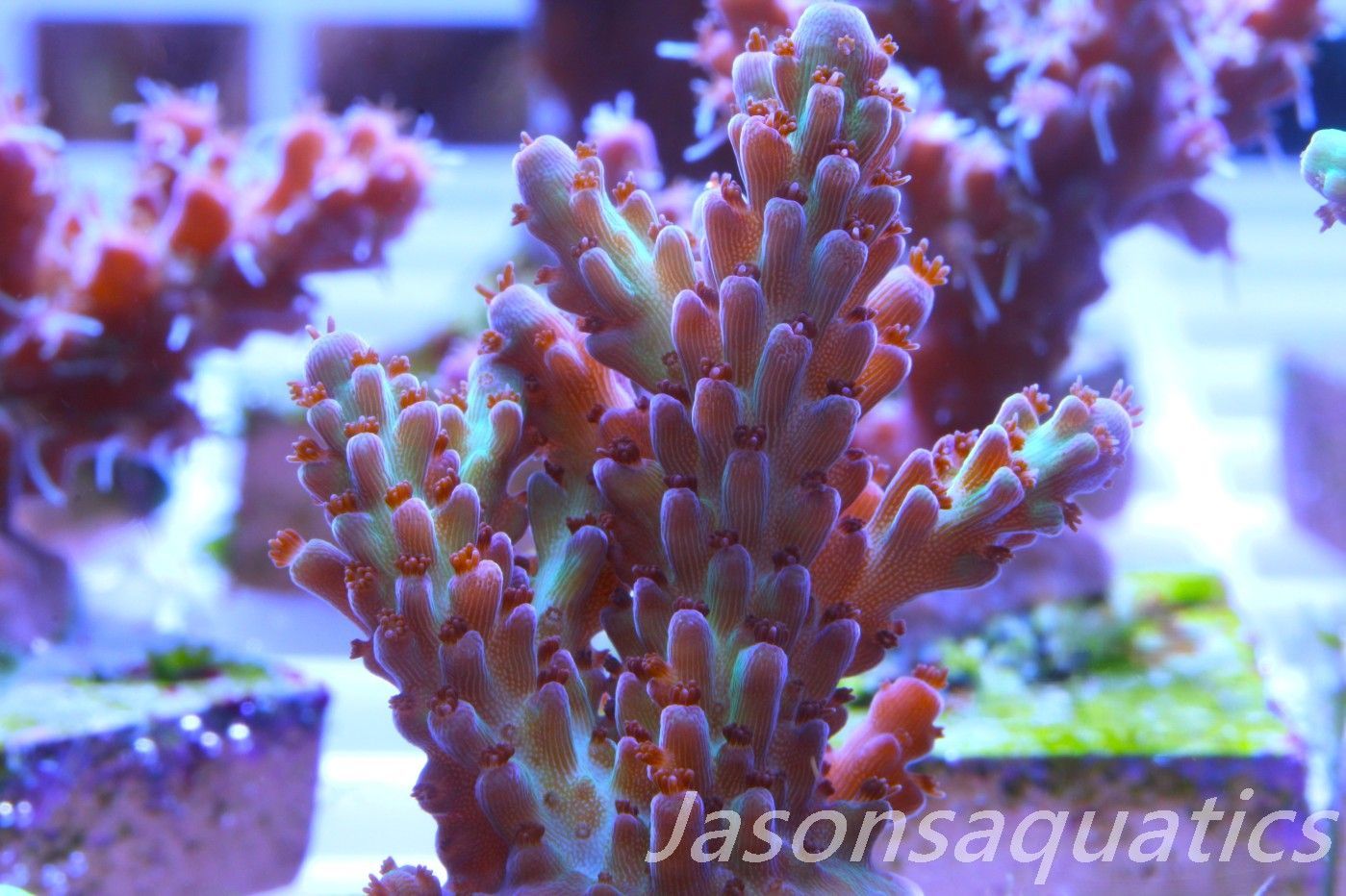 Acropora, Ultra Rare Australian Chroma Nova Frag E Acropora, Ultra Rare Australian Chroma Nova Frag E