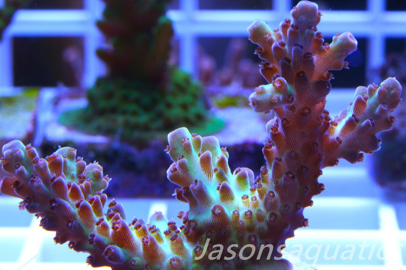 Acropora, Ultra Rare Australian Chroma Nova Frag E