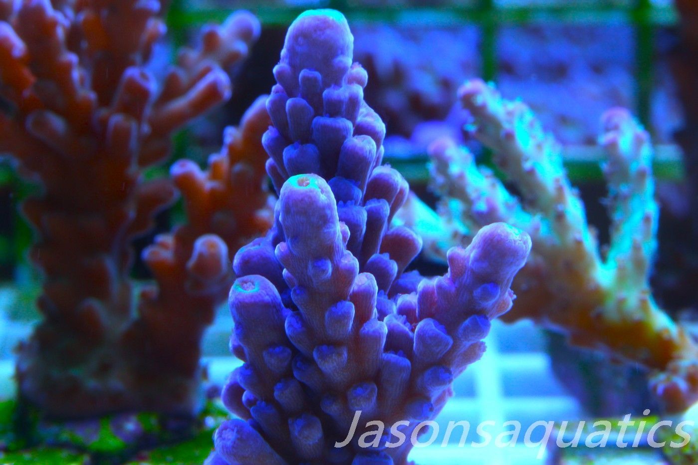Acropora WWC Yellow Tip Frag B