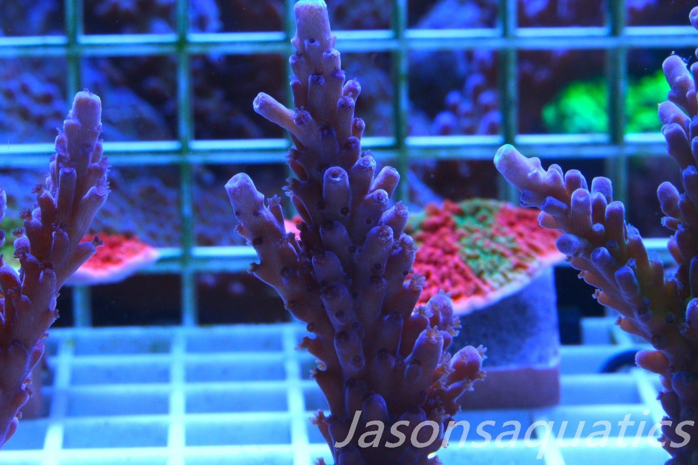 Acropora WWC Yellow Tip Frag B