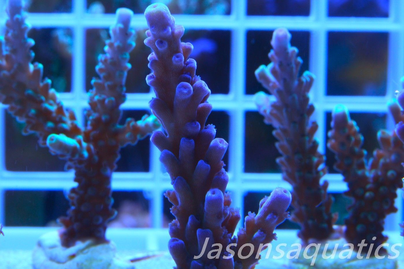 Acropora WWC Yellow Tip Frag B