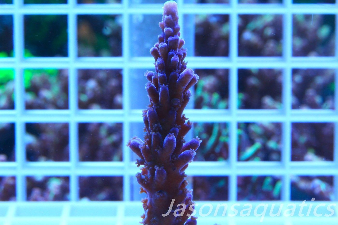 Acropora WWC Yellow Tip Frag B Acropora WWC Yellow Tip Frag B