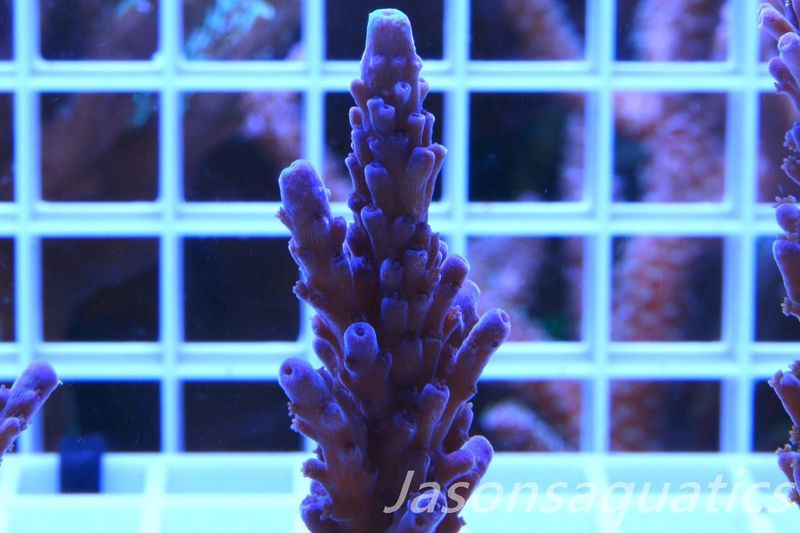 Acropora WWC Yellow Tip Frag B