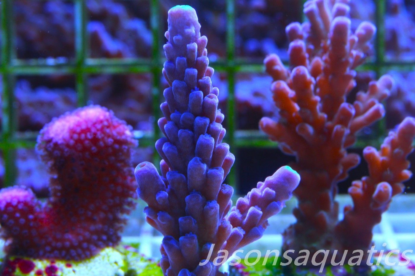 Acropora WWC Yellow Tip Frag C