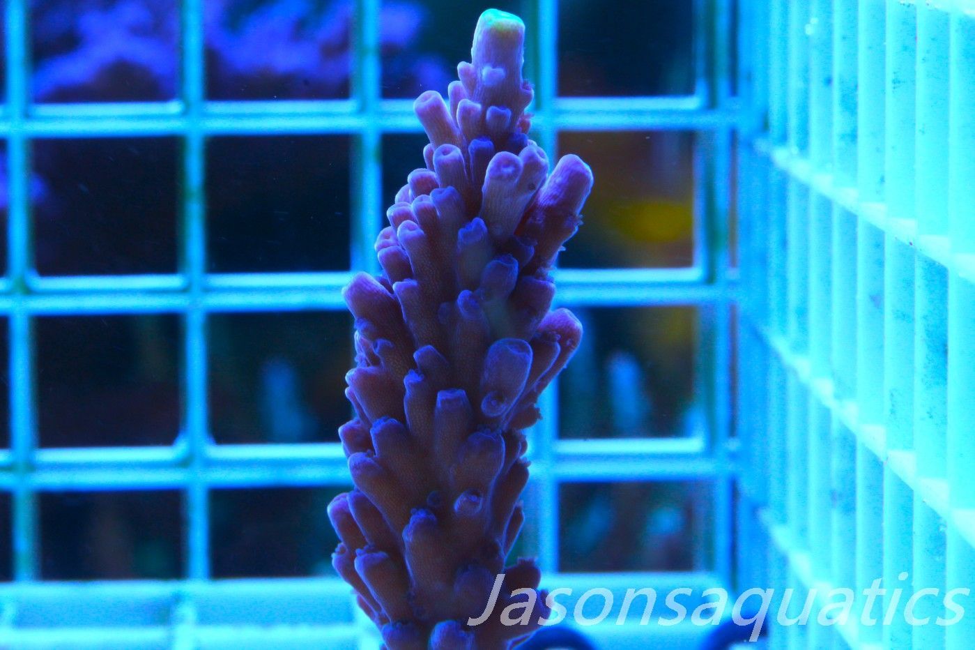 Acropora WWC Yellow Tip Frag C Acropora WWC Yellow Tip Frag C