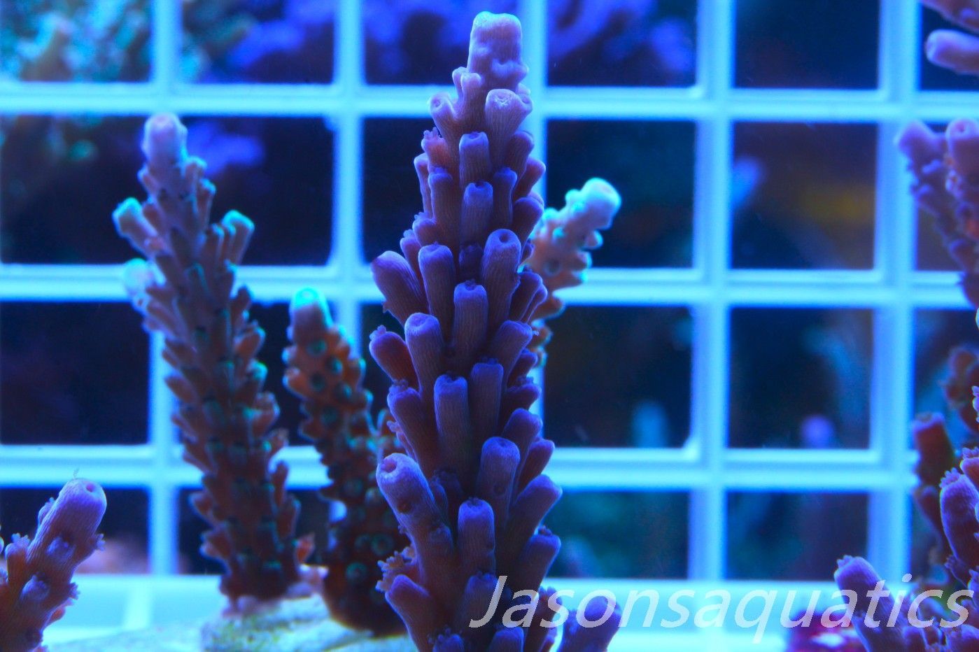 Acropora WWC Yellow Tip Frag C