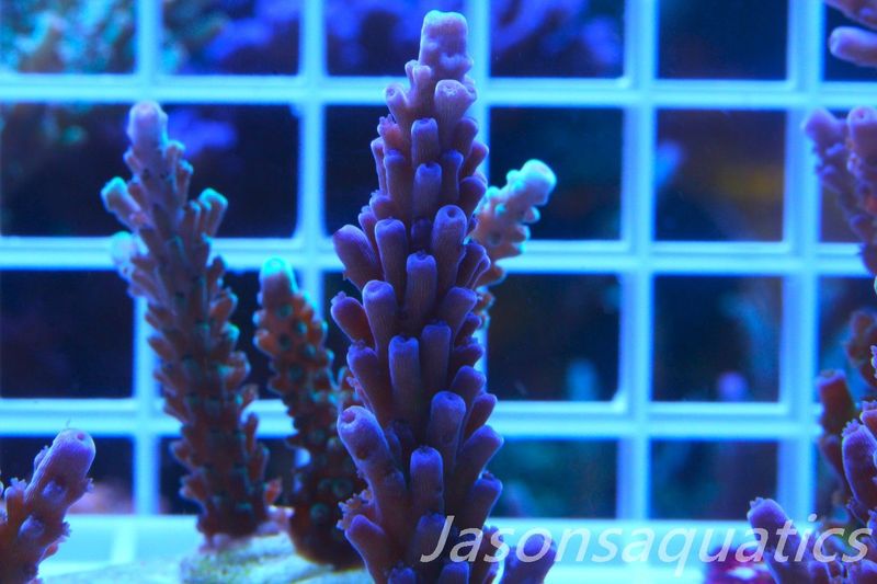 Acropora WWC Yellow Tip Frag C