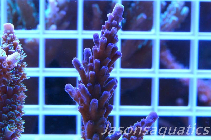 Acropora WWC Yellow Tip Frag C