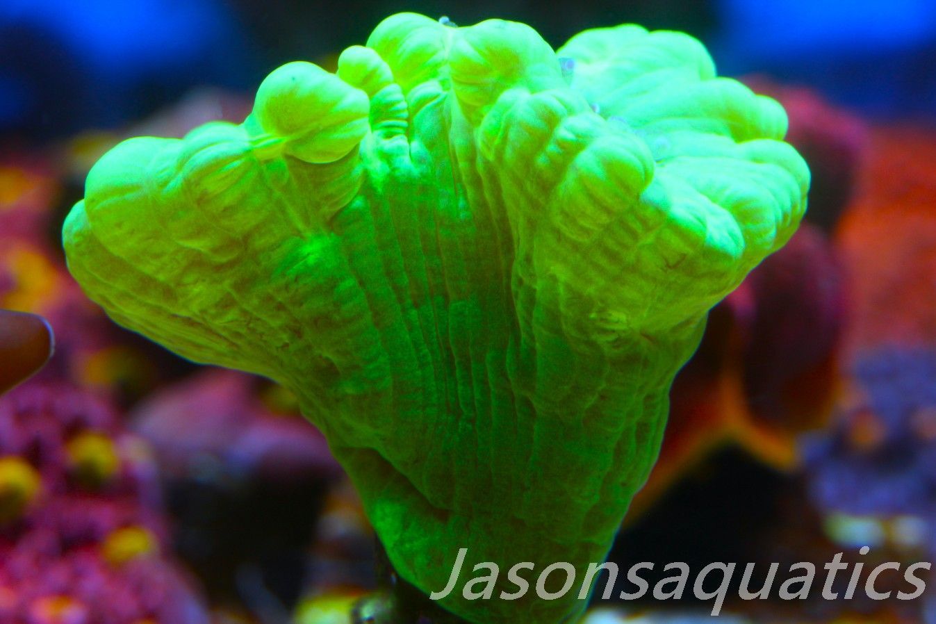 Caulastrea, Neon Green Candycane Frag  Frag C