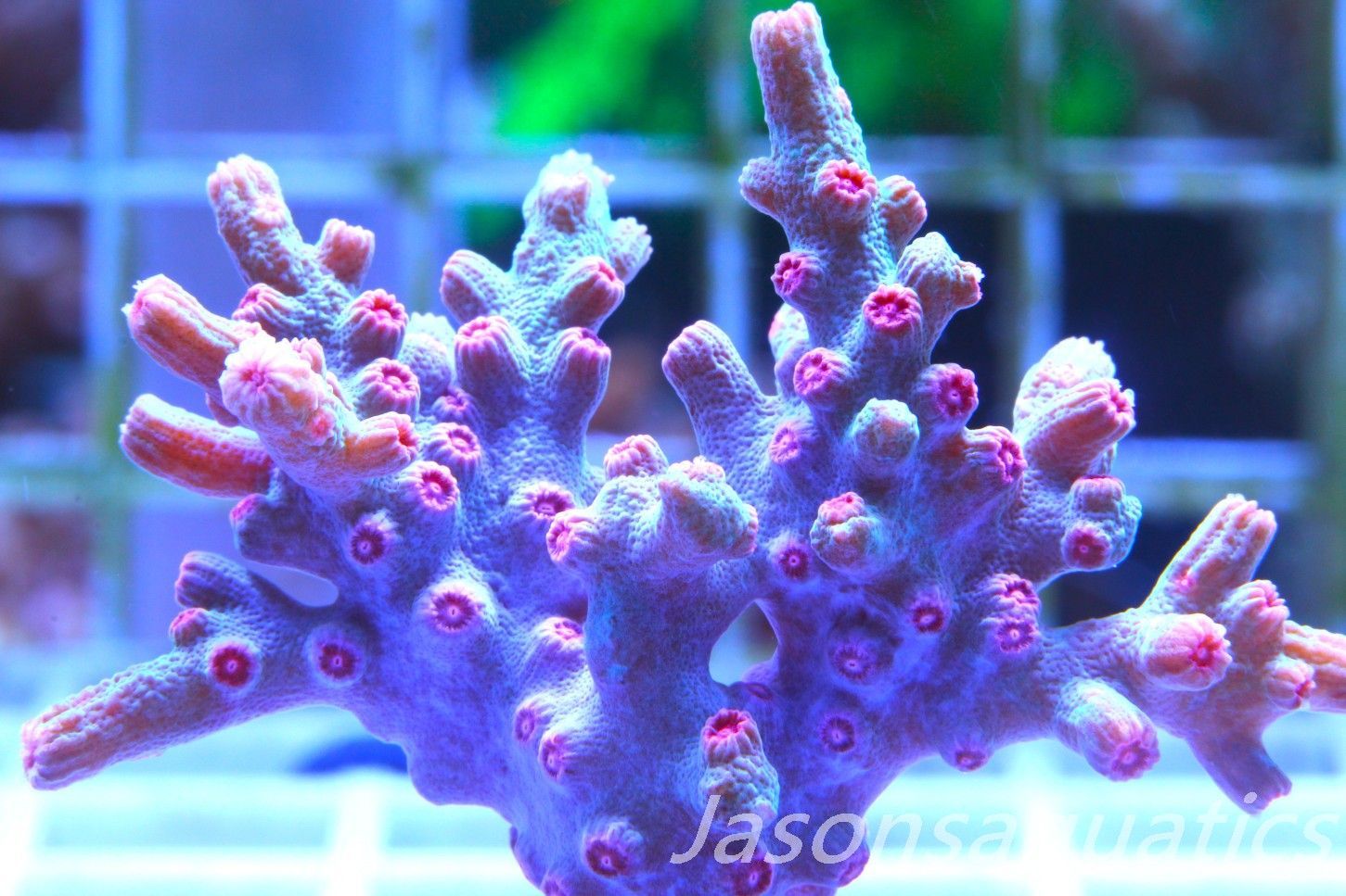 Cyphastrea Branching Pink Cyphastrea Frag E