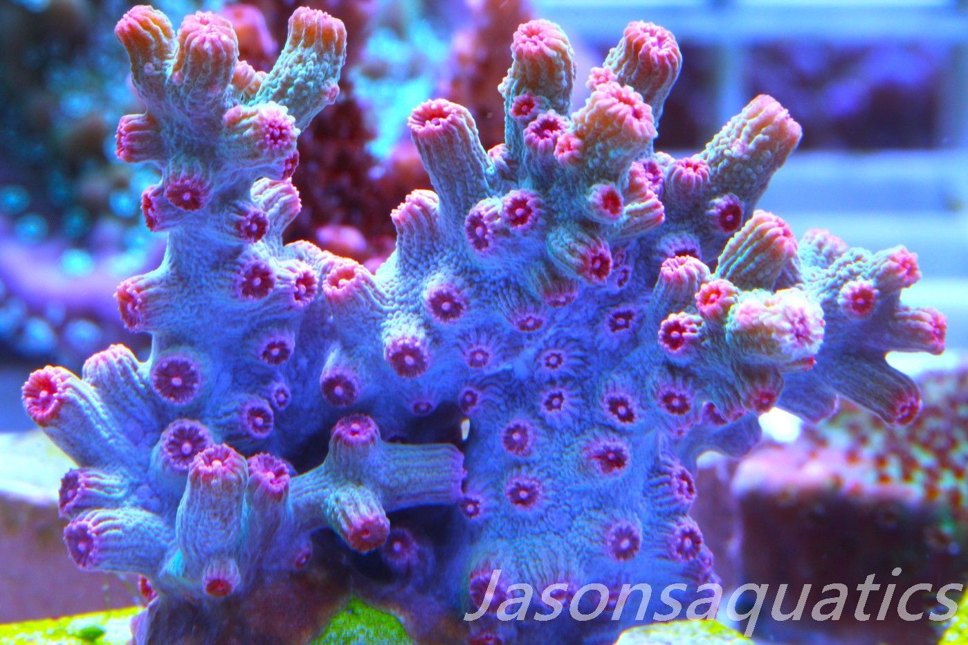 Cyphastrea Branching Pink Cyphastrea Frag E Cyphastrea Branching Pink Cyphastrea Frag E
