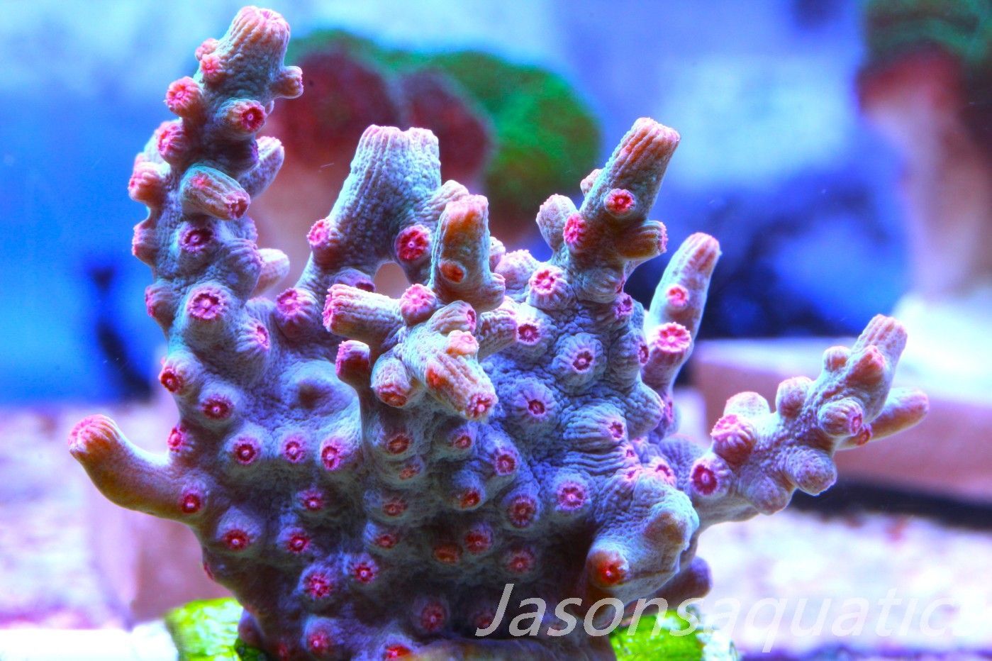 Cyphastrea Branching Pink Cyphastrea Frag E Cyphastrea Branching Pink Cyphastrea Frag E