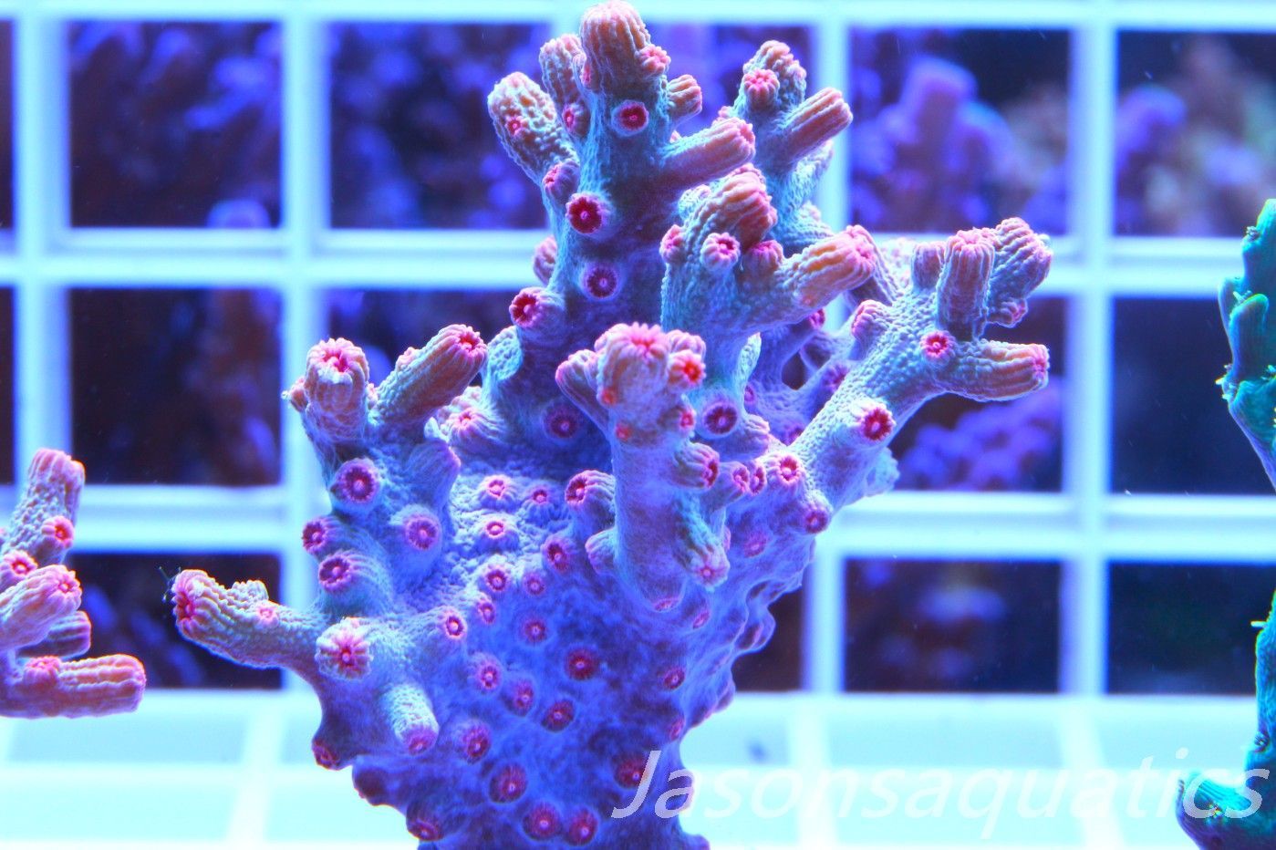 Cyphastrea Branching Pink Cyphastrea (Large Frag) Frag E