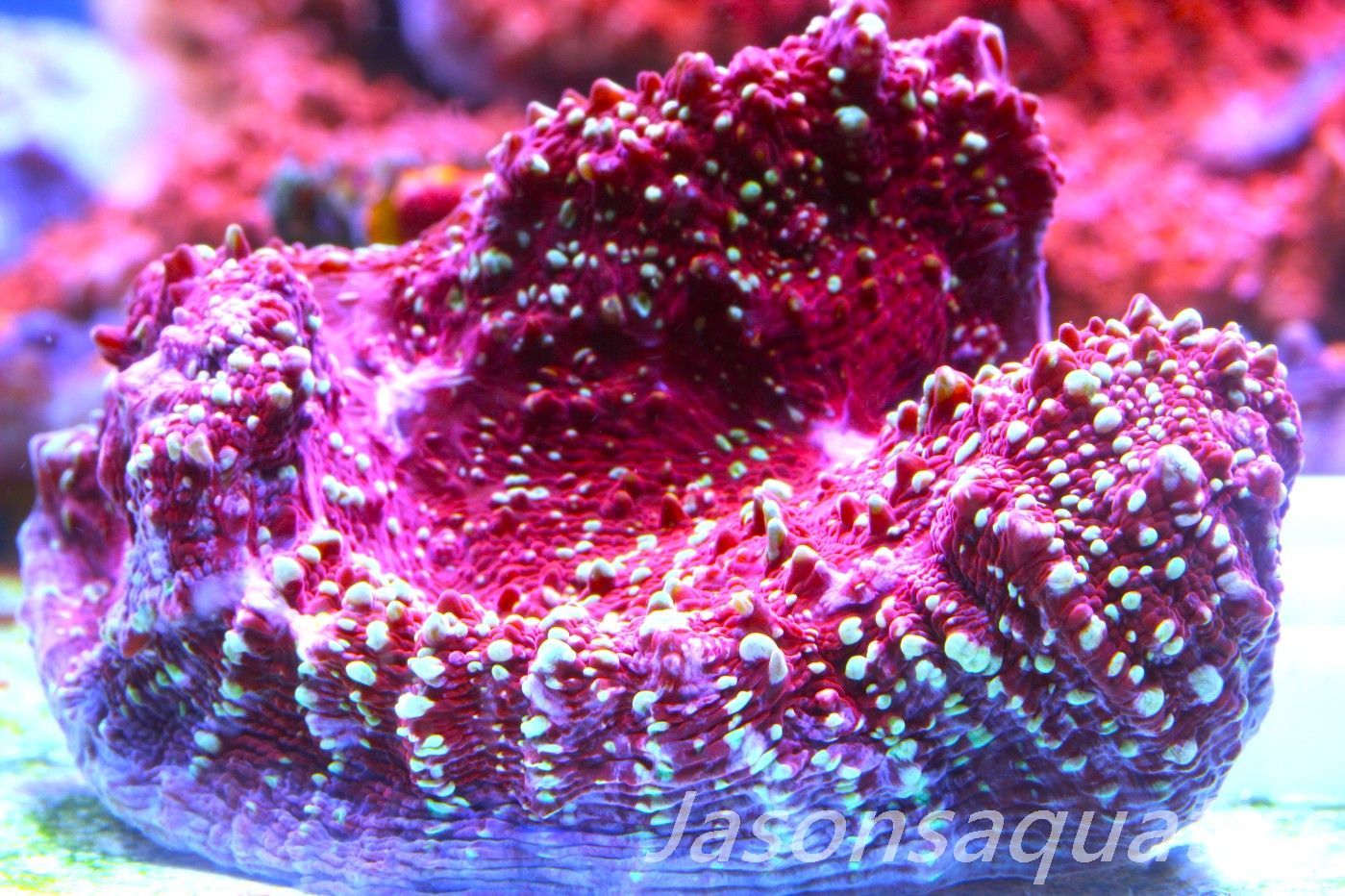 Echinophyllia, Jason Fox Gold Meister Chalice Frag E Echinophyllia, Jason Fox Gold Meister Chalice Frag E