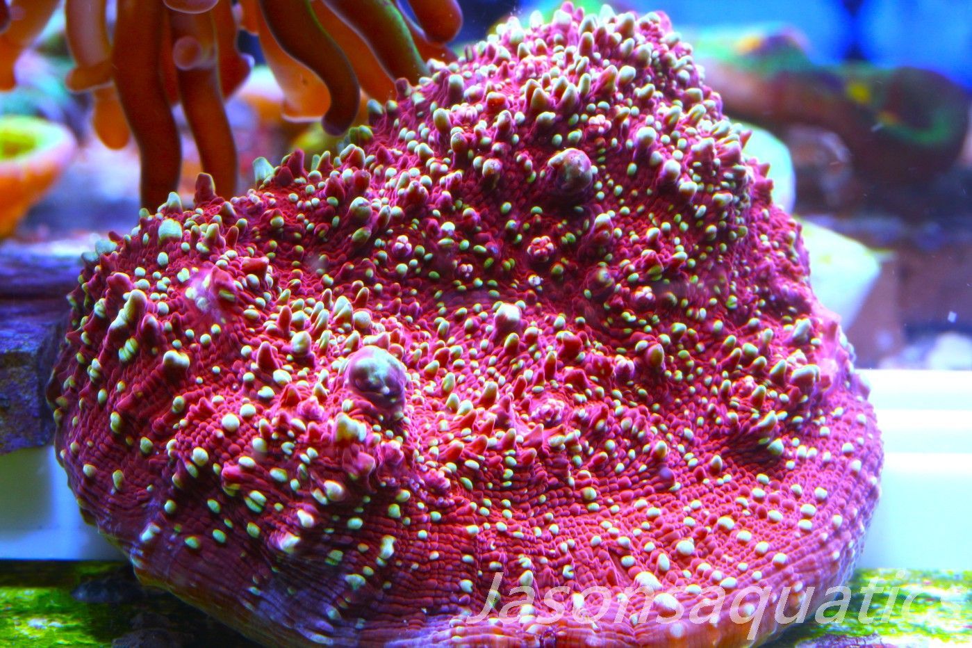 Echinophyllia, Jason Fox Gold Meister Chalice Frag E Echinophyllia, Jason Fox Gold Meister Chalice Frag E