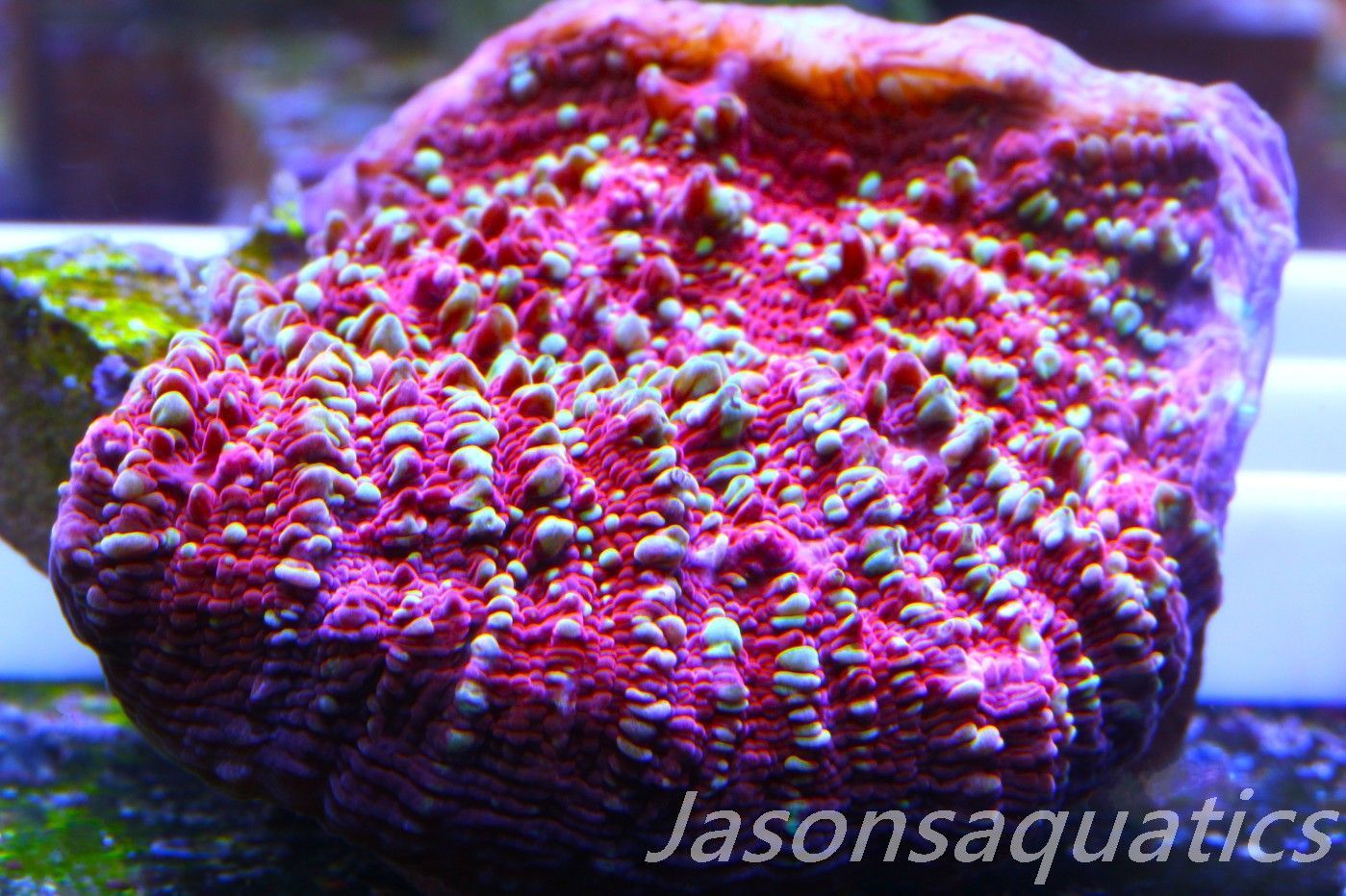 Echinophyllia, Jason Fox Gold Meister Chalice Frag E Echinophyllia, Jason Fox Gold Meister Chalice Frag E