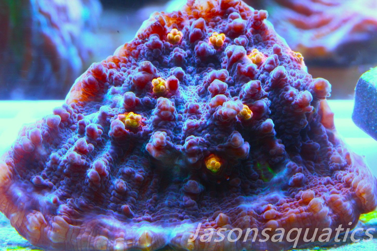 Echinophyllia, Pink & Orange Mouths Frag B