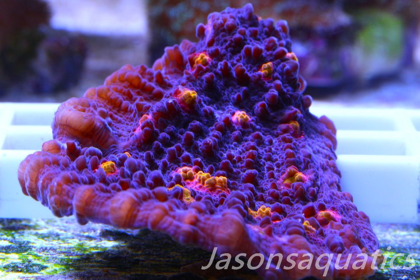 Echinophyllia, Pink & Orange Mouths Frag B