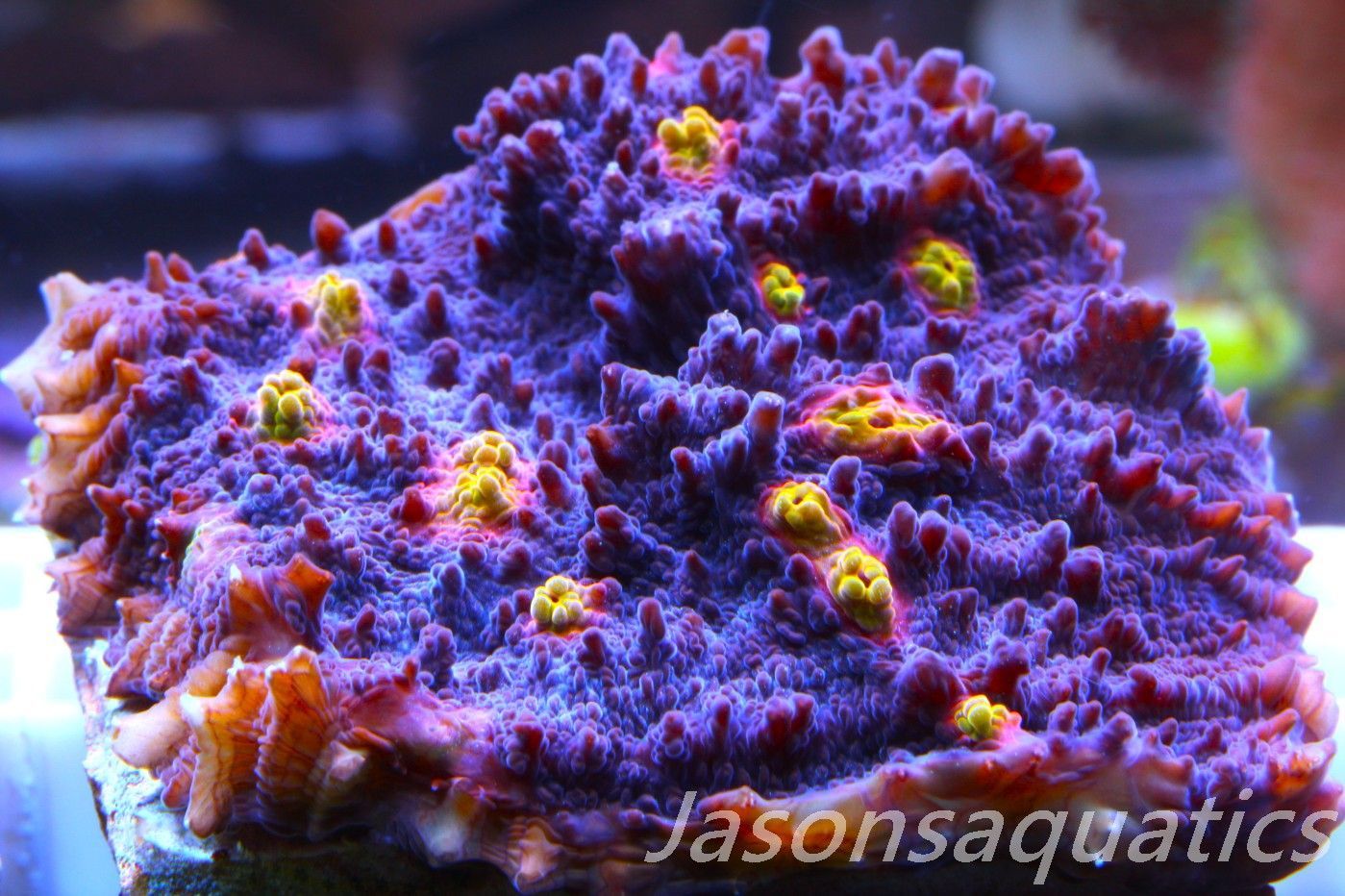 Echinophyllia, Pink & Orange Mouths Frag B