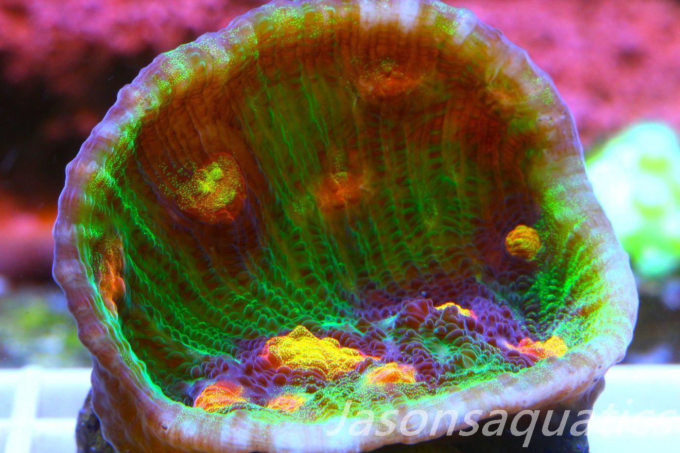 Echinophyllia Raja Rampage Frag D Echinophyllia Raja Rampage Frag D