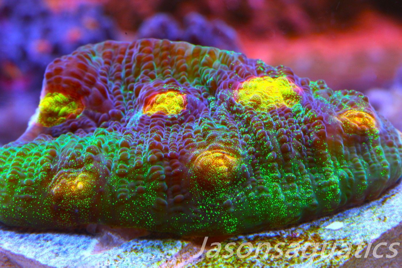 Echinophyllia Raja Rampage Frag D Echinophyllia Raja Rampage Frag D