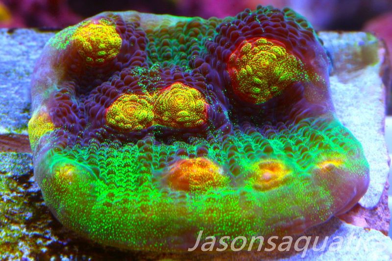 Echinophyllia Raja Rampage Frag D