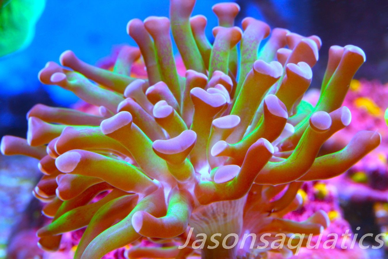 Euphyllia, Branching Hammer, Green with Purple Tips Frag C