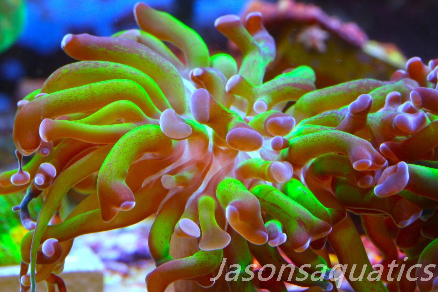 Euphyllia, Branching Hammer, Green with Purple Tips Frag C