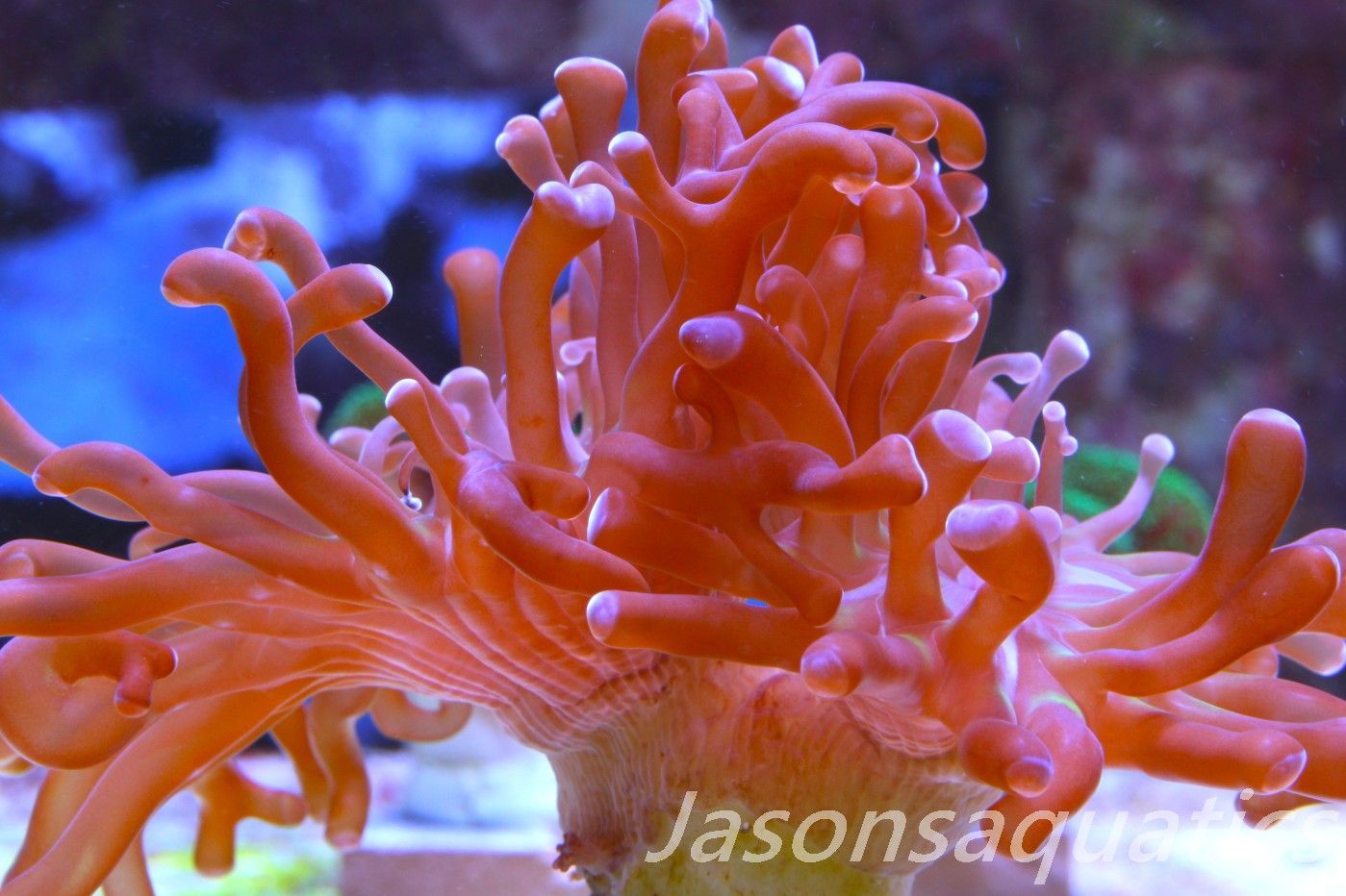 Euphyllia, Branching Hammer, Green with Purple Tips Frag C