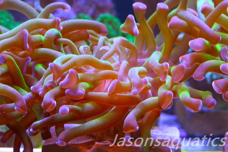 Euphyllia, Branching Hammer, Green with Purple Tips Frag E