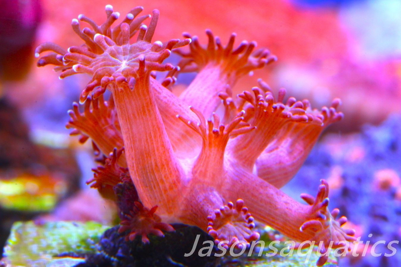 Goniopora, Australian Red Goni Frag D