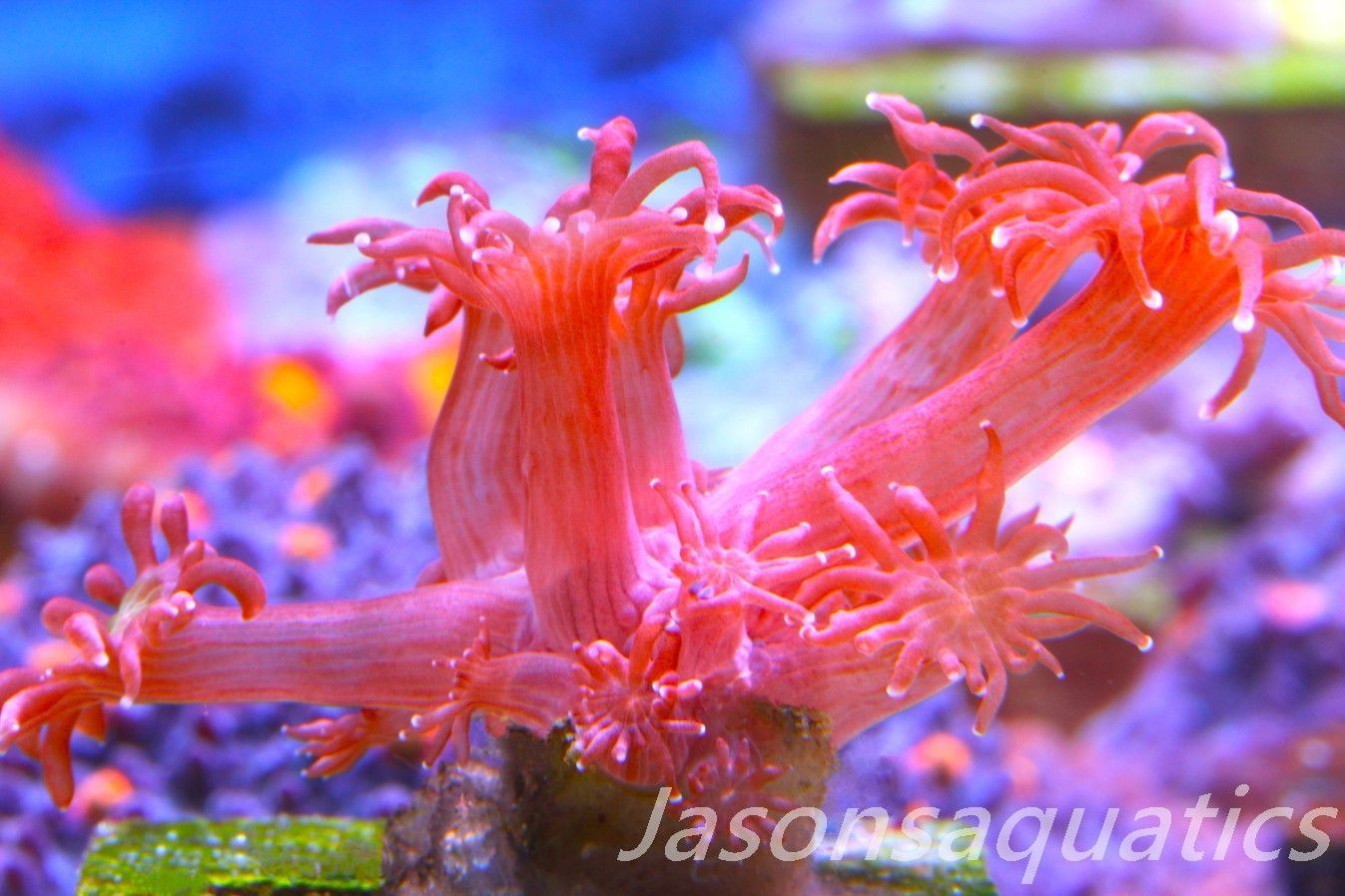 Goniopora, Australian Red Goni Frag E