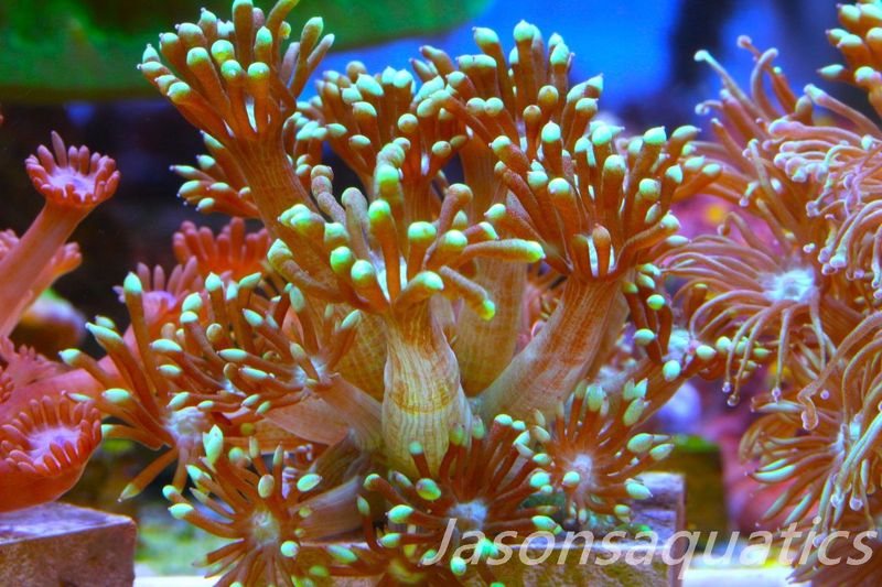 Goniopora, Bright Green Goni Long Arms Frag E