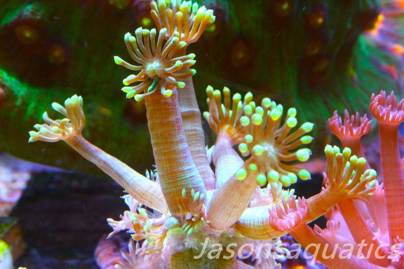 Goniopora, Bright Green Goni Long Arms Frag E