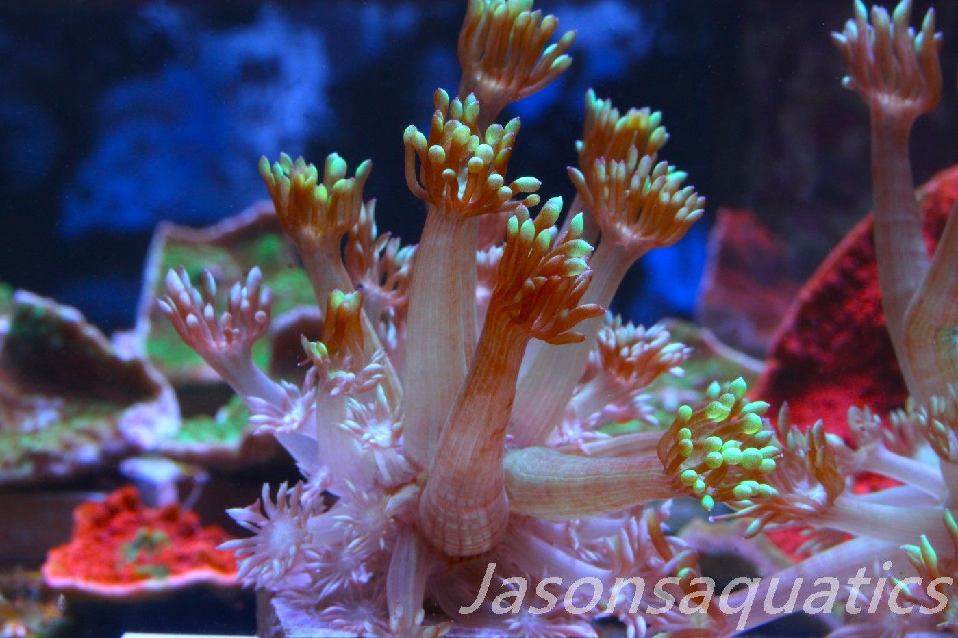 Goniopora, Bright Green Goni Long Arms Frag E