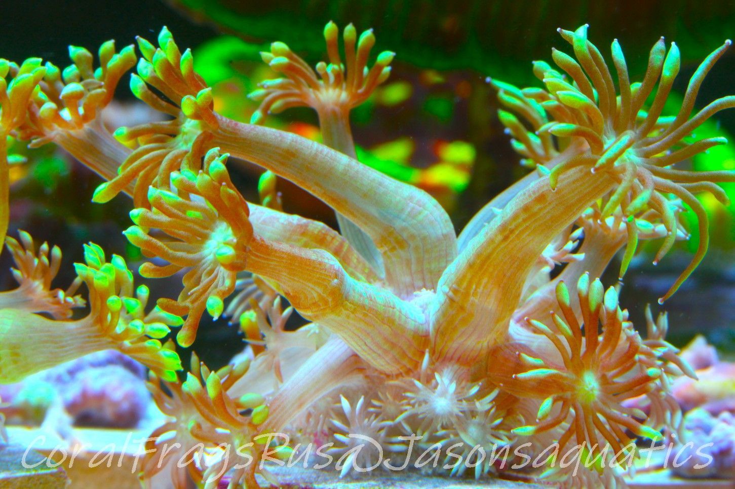 Goniopora, Bright Green Goni Long Arms Frag D