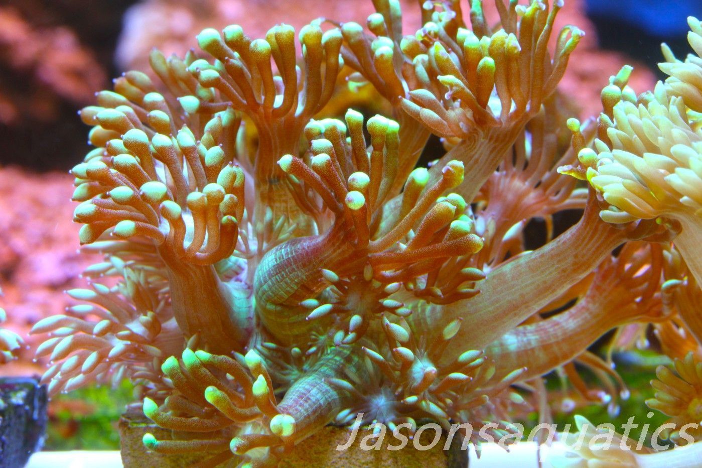 Goniopora, Bright Green Goni Long Arms Frag D