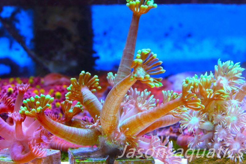 Goniopora, Bright Green Goni Long Arms Frag D