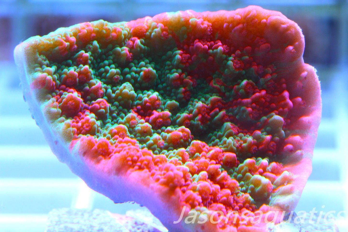 Montipora Capricornis, Grafted Sunfire Frag B