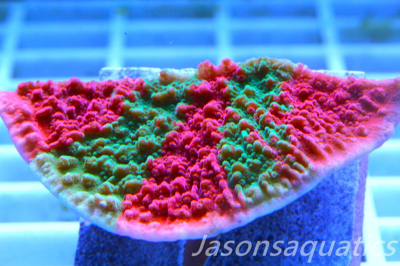 Montipora Capricornis, Grafted Sunfire Frag B Montipora Capricornis, Grafted Sunfire Frag B