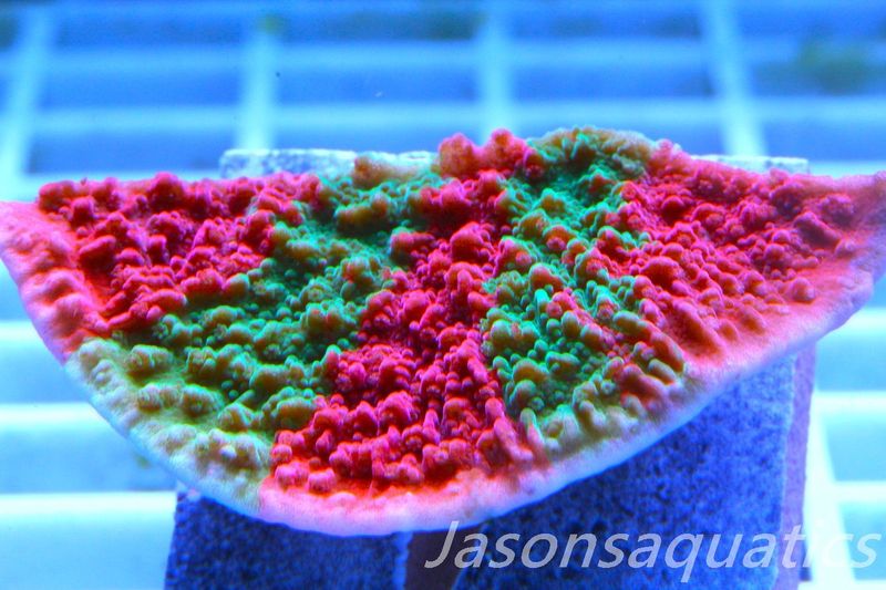 Montipora Capricornis, Grafted Sunfire Frag B