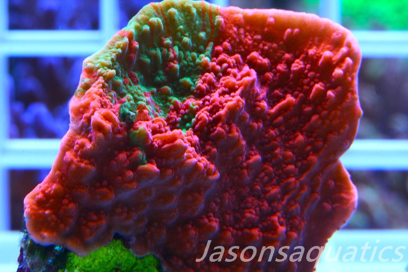 Montipora Capricornis, Grafted Sunfire Frag B Montipora Capricornis, Grafted Sunfire Frag B