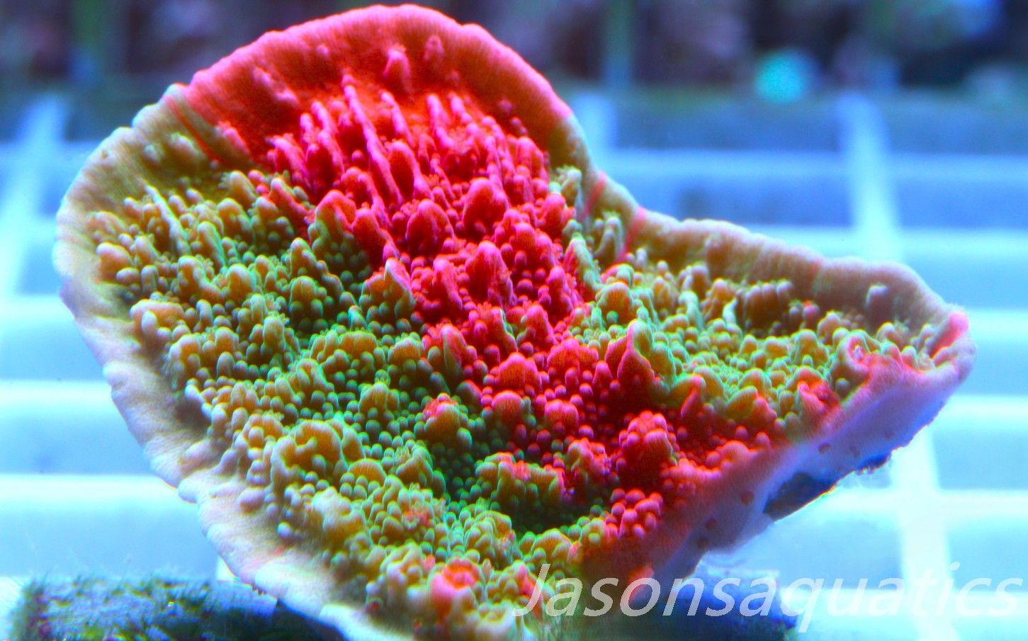 Montipora Capricornis, Grafted Sunfire Frag C