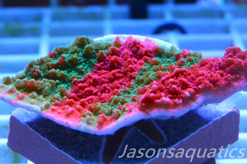 Montipora Capricornis, Grafted Sunfire Frag C