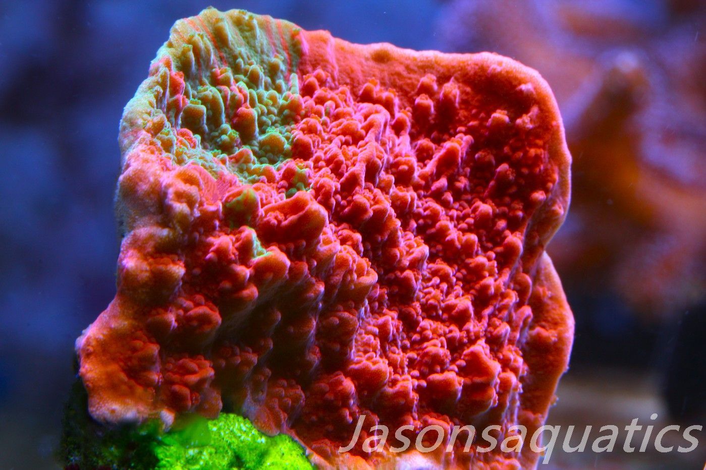 Montipora Capricornis, Grafted Sunfire Frag C Montipora Capricornis, Grafted Sunfire Frag C