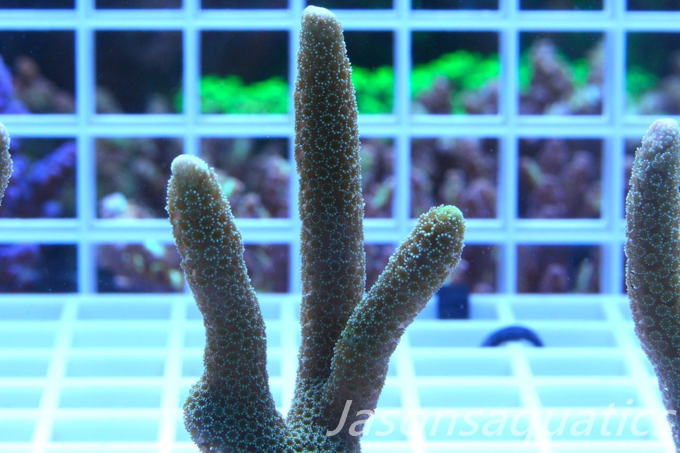 Montipora Digitata Frag D