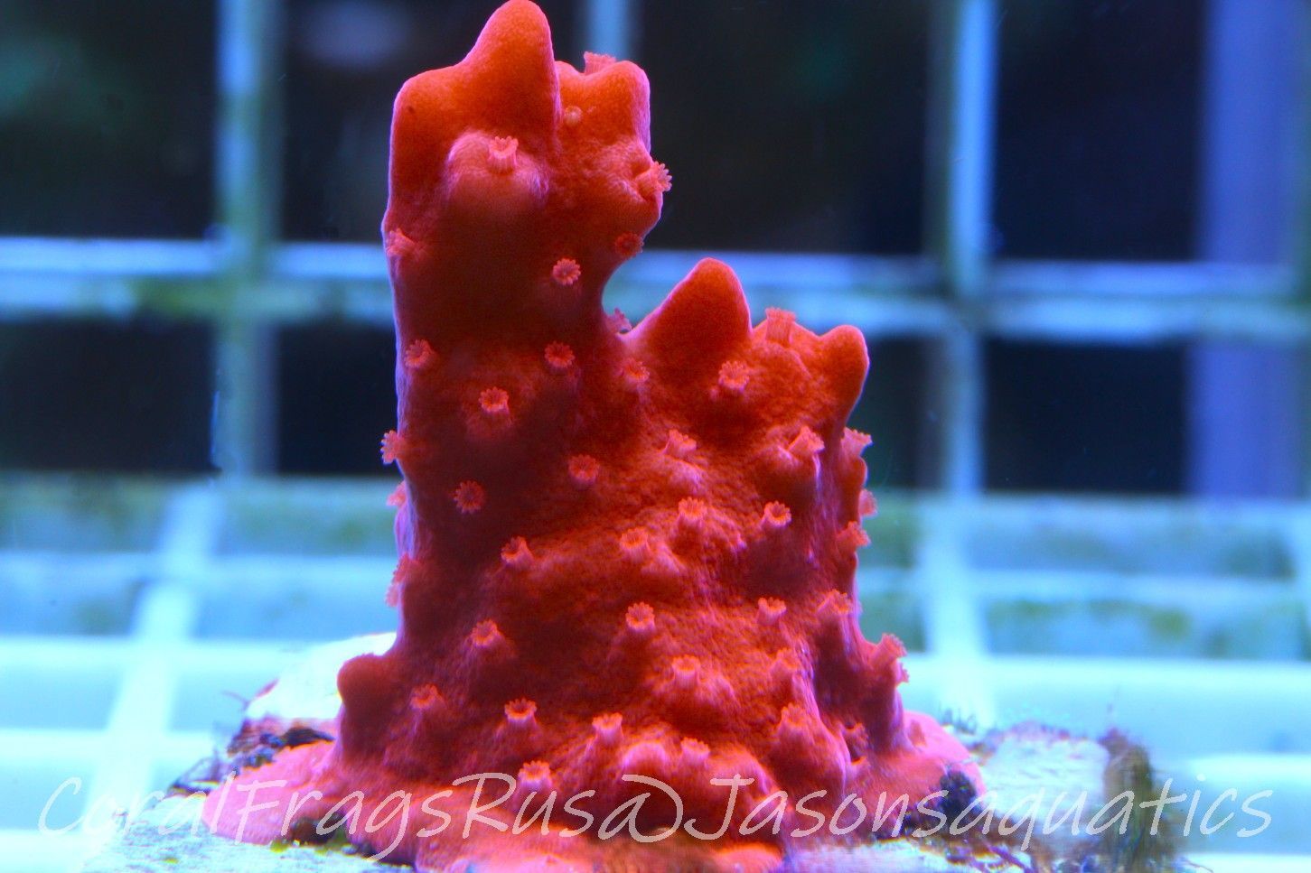 Montipora Setosa Frag B
