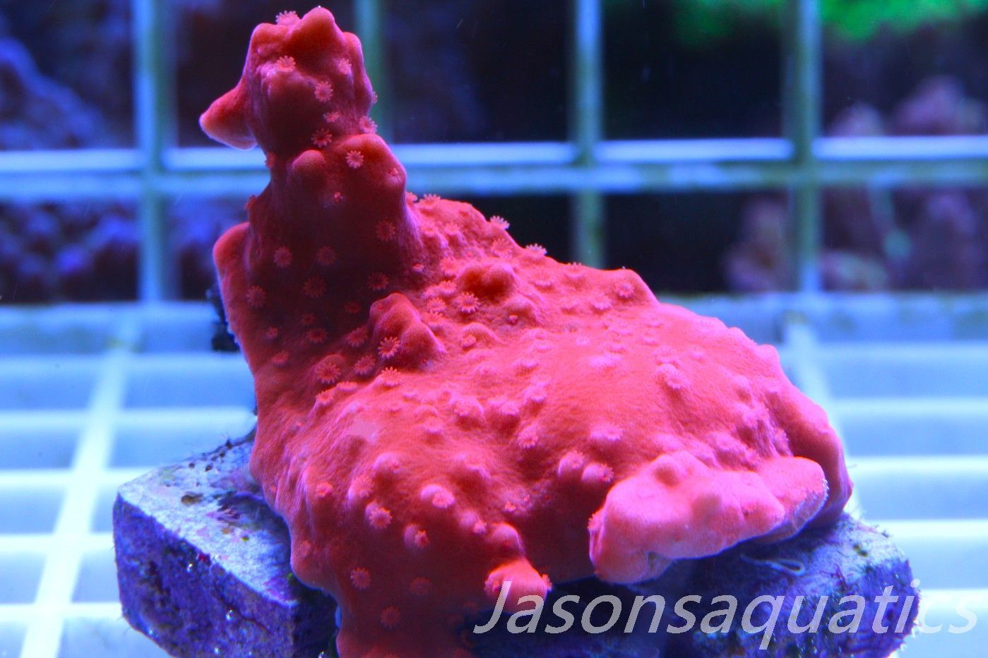 Montipora Setosa Frag B Montipora Setosa Frag B