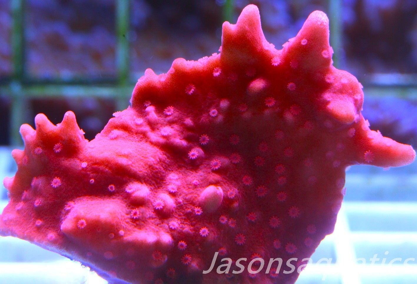Montipora Setosa Frag C Montipora Setosa Frag C